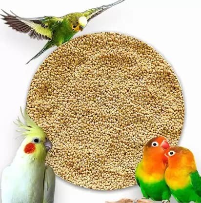 Asha Groups Love Bird Food Small Size Kangni Seed Bird Food Pack of 1Kg